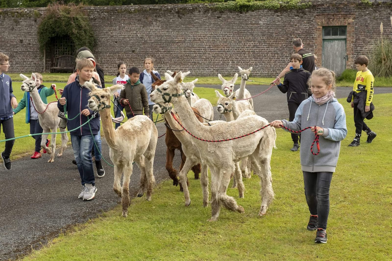Children Walking Goats