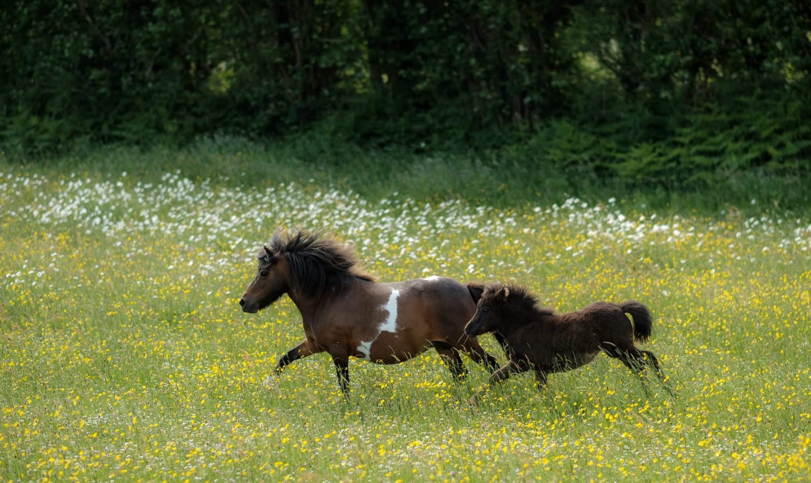 Irish Horses Galloping'