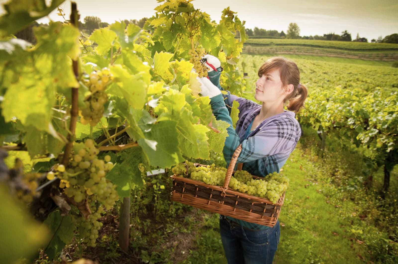 Three Choirs Vineyard'